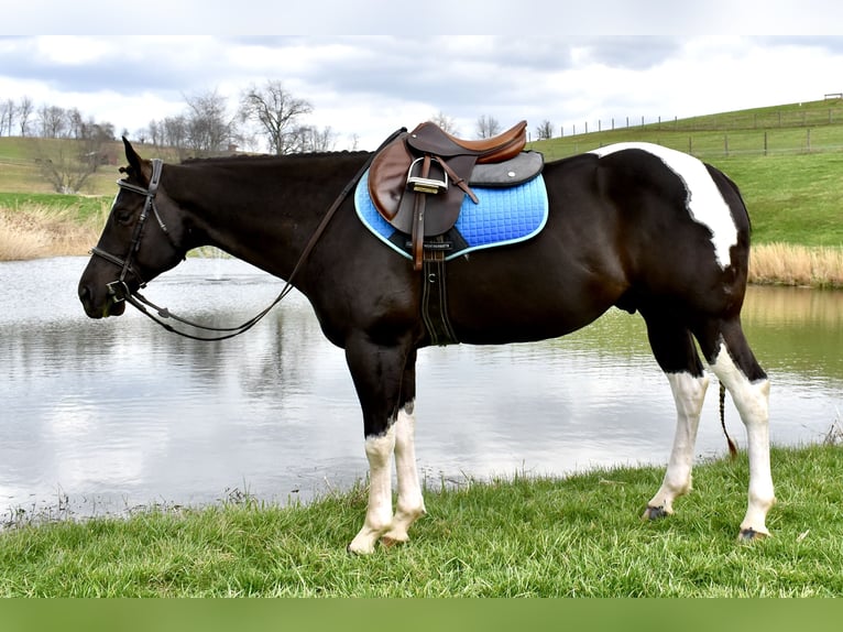 American Paint Horse Wallach 5 Jahre 150 cm Schecke in Fresno