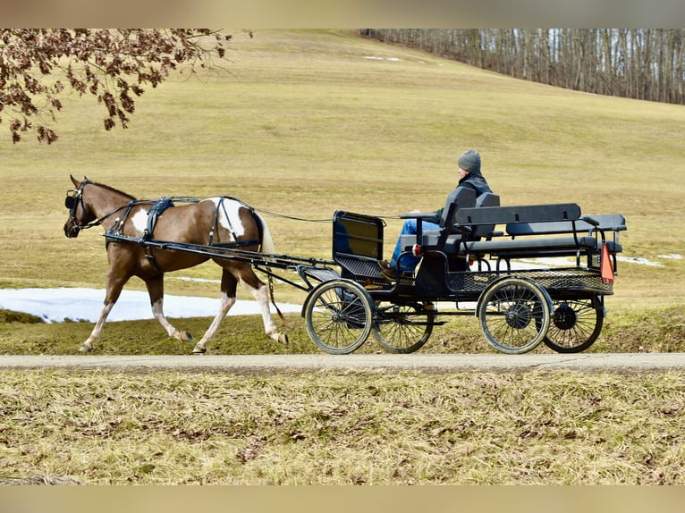 American Paint Horse Wallach 5 Jahre 150 cm Schecke in Fresno