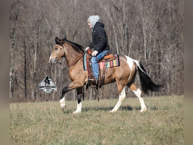 American Paint Horse Mix Wallach 5 Jahre 150 cm Schecke in Mount Vernon