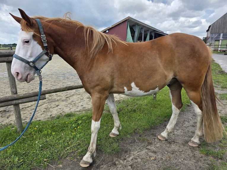 American Paint Horse Mix Wallach 5 Jahre 151 cm Overo-alle-Farben in Raesfeld