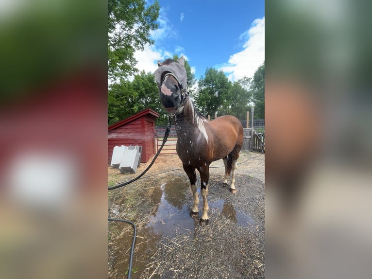 American Paint Horse Wallach 5 Jahre 152 cm Brauner in Maine