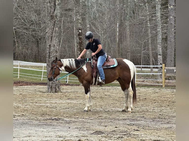 American Paint Horse Wallach 5 Jahre 152 cm Brauner in Maine
