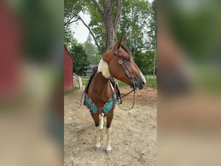 American Paint Horse Wallach 5 Jahre 152 cm Brauner in Maine