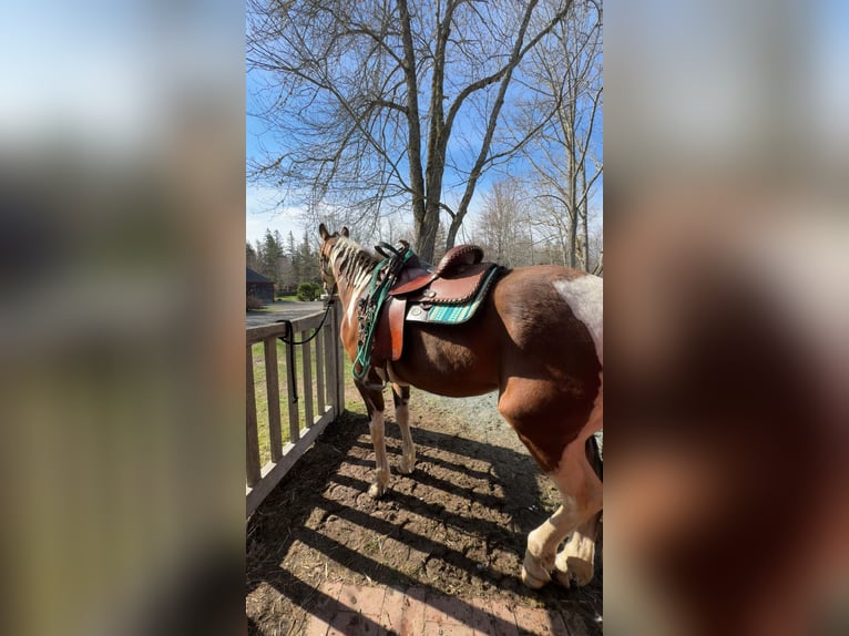 American Paint Horse Wallach 5 Jahre 152 cm Brauner in Maine