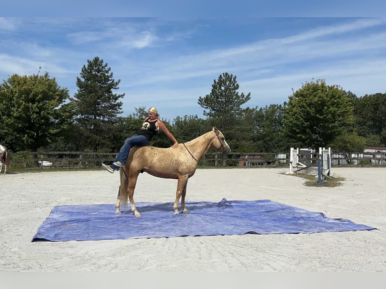American Paint Horse Wallach 5 Jahre 152 cm Palomino in Narvon