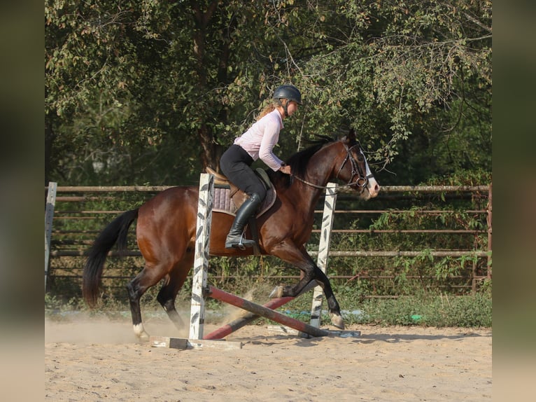 American Paint Horse Wallach 5 Jahre 152 cm Rotbrauner in Athens