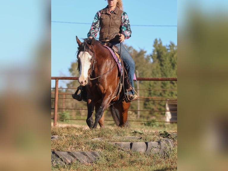 American Paint Horse Wallach 5 Jahre 152 cm Rotbrauner in Athens