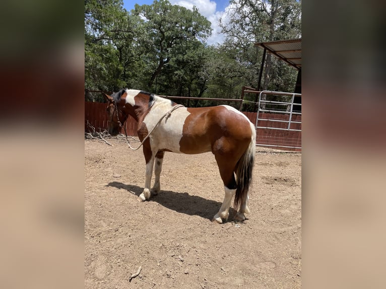 American Paint Horse Mix Wallach 5 Jahre 152 cm Schecke in Dale, tx