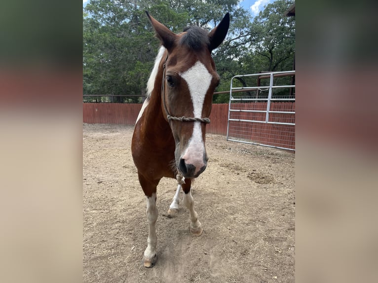 American Paint Horse Mix Wallach 5 Jahre 152 cm Schecke in Dale, tx