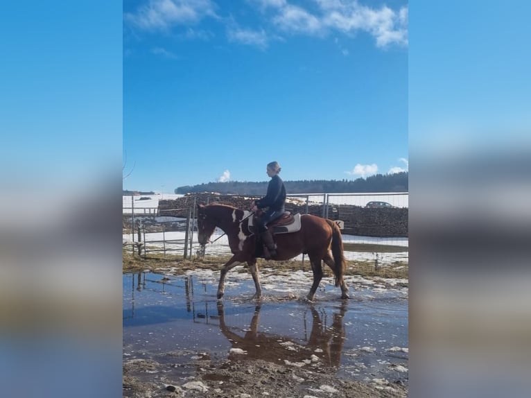 American Paint Horse Mix Wallach 5 Jahre 153 cm Schecke in Deuerling