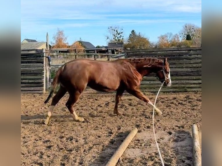 American Paint Horse Wallach 5 Jahre 154 cm Fuchs in Zülpich