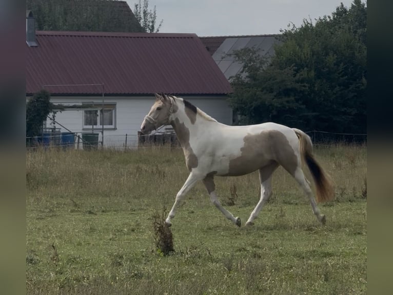 American Paint Horse Wallach 5 Jahre 154 cm Tobiano-alle-Farben in Memmingen