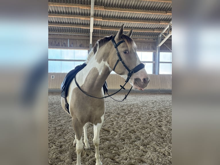American Paint Horse Wallach 5 Jahre 154 cm Tobiano-alle-Farben in Memmingen