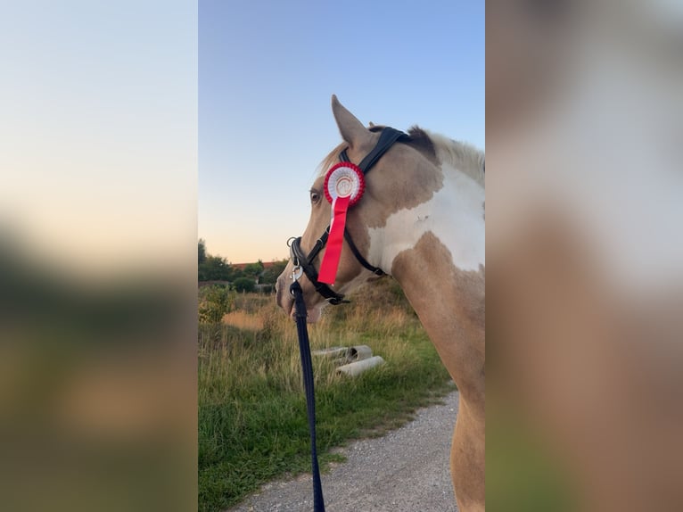 American Paint Horse Wallach 5 Jahre 154 cm Tobiano-alle-Farben in Memmingen
