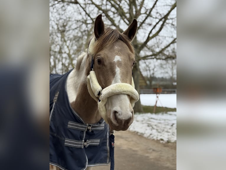American Paint Horse Wallach 5 Jahre 154 cm Tobiano-alle-Farben in Obertshausen
