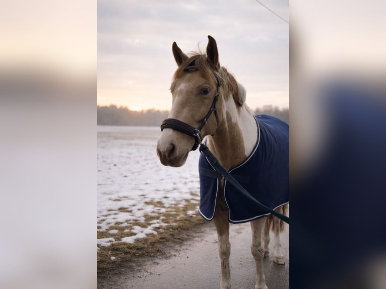 American Paint Horse Wallach 5 Jahre 154 cm Tobiano-alle-Farben in Obertshausen