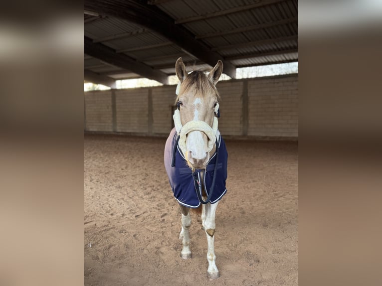 American Paint Horse Wallach 5 Jahre 154 cm Tobiano-alle-Farben in Obertshausen