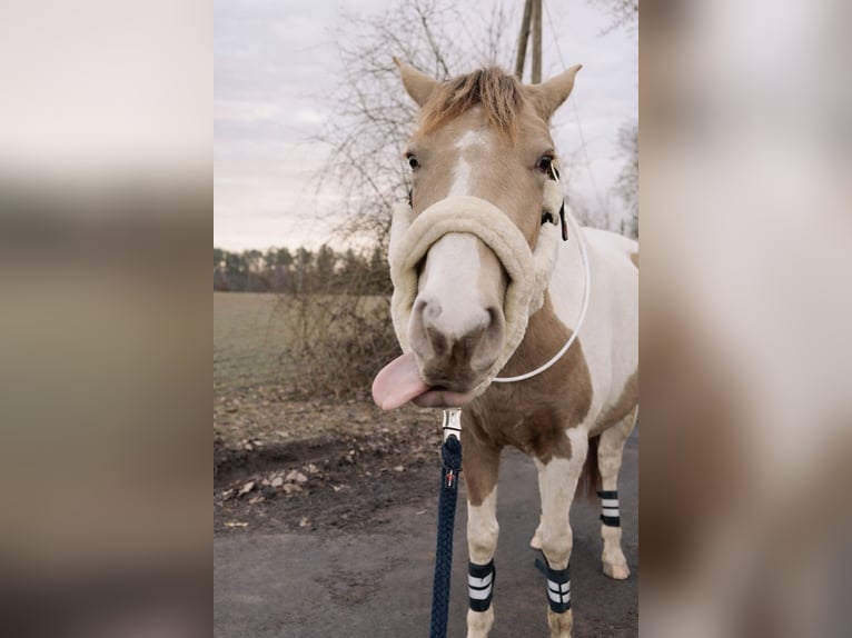 American Paint Horse Wallach 5 Jahre 154 cm Tobiano-alle-Farben in Obertshausen