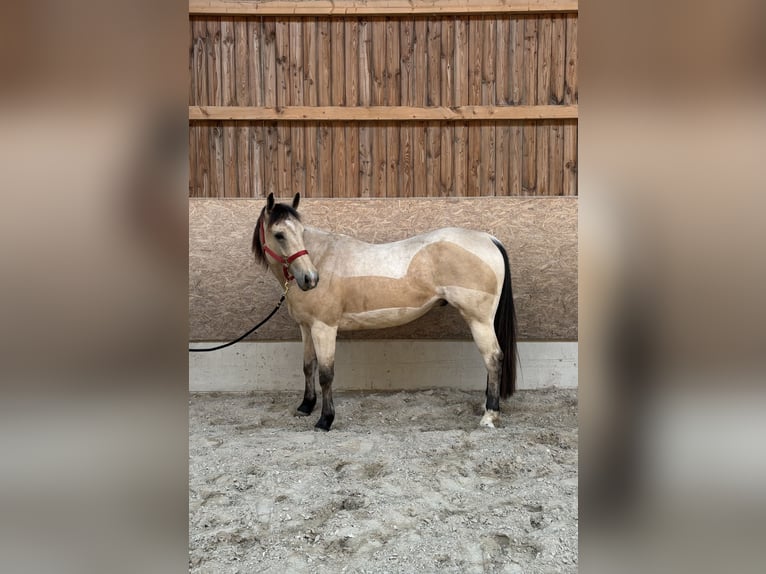 American Paint Horse Wallach 5 Jahre 155 cm Buckskin in Frisange