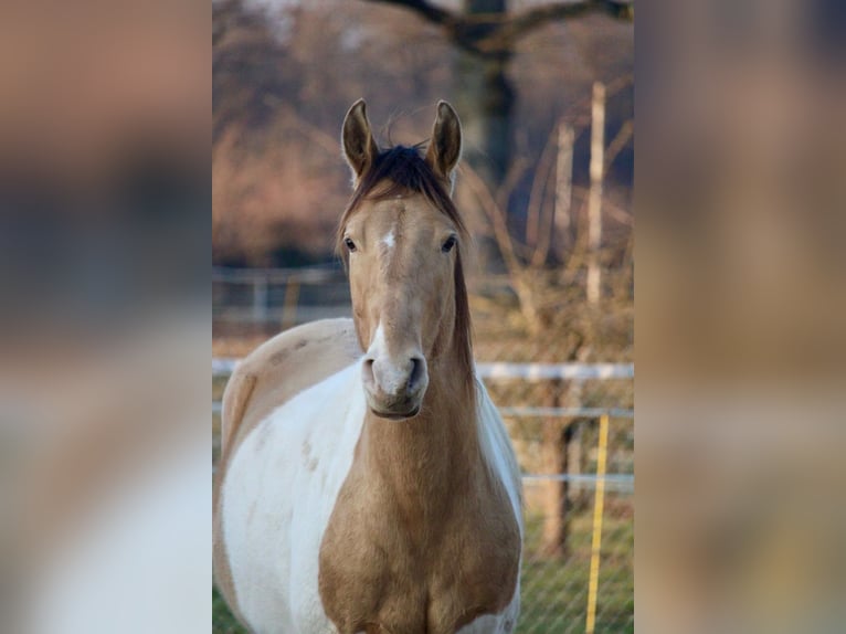 American Paint Horse Wallach 5 Jahre 155 cm  in Riehen
