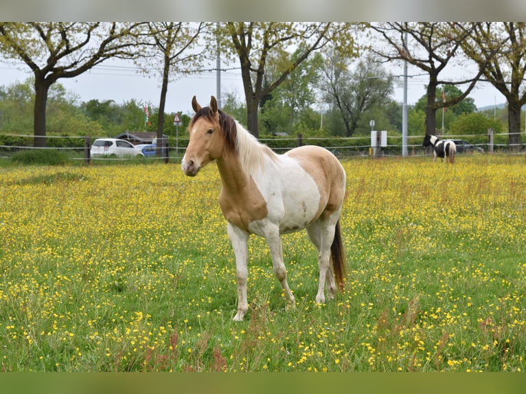 American Paint Horse Wallach 5 Jahre 155 cm  in Riehen