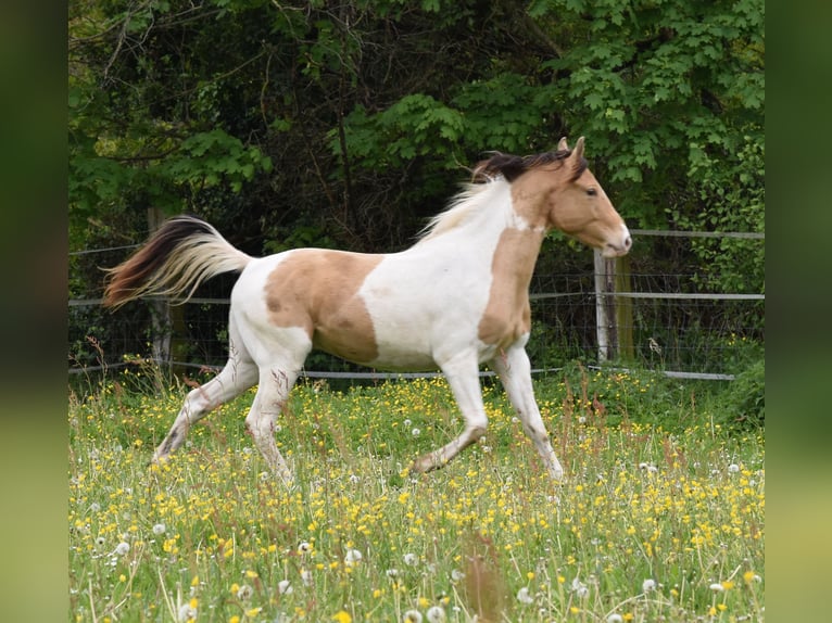 American Paint Horse Wallach 5 Jahre 155 cm  in Riehen