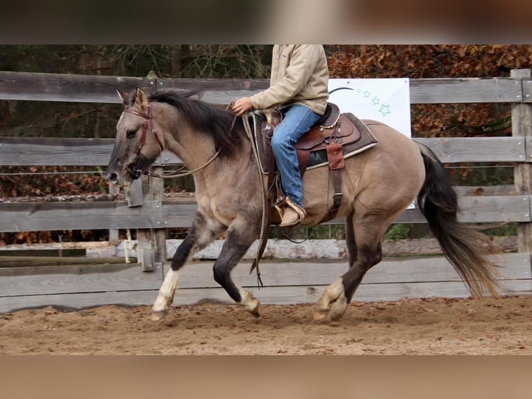 American Paint Horse Wallach 5 Jahre 155 cm Grullo in Thoiry