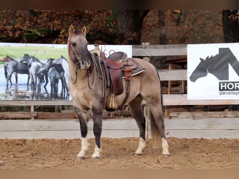 American Paint Horse Wallach 5 Jahre 155 cm Grullo in Thoiry
