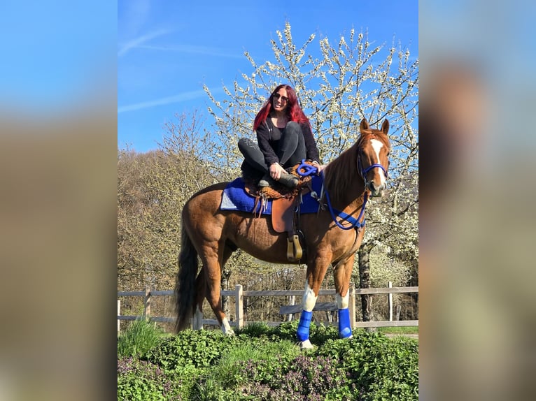 American Paint Horse Mix Wallach 5 Jahre 155 cm Schecke in Linkenbach