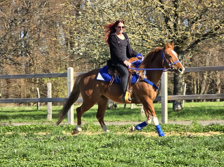 American Paint Horse Mix Wallach 5 Jahre 155 cm Schecke in Linkenbach
