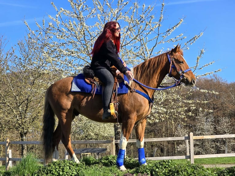 American Paint Horse Mix Wallach 5 Jahre 155 cm Schecke in Linkenbach