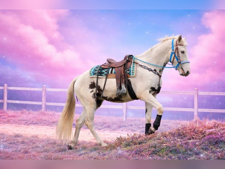 American Paint Horse Mix Wallach 5 Jahre 156 cm Schecke in Linkenbach