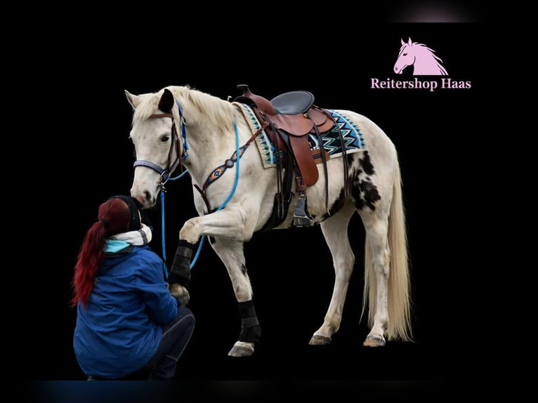 American Paint Horse Mix Wallach 5 Jahre 156 cm Schecke in Linkenbach