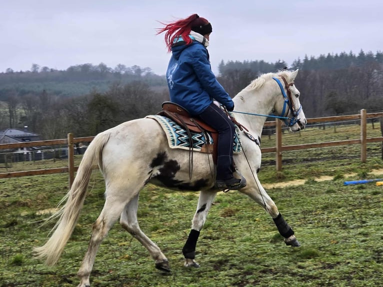 American Paint Horse Mix Wallach 5 Jahre 156 cm Schecke in Linkenbach