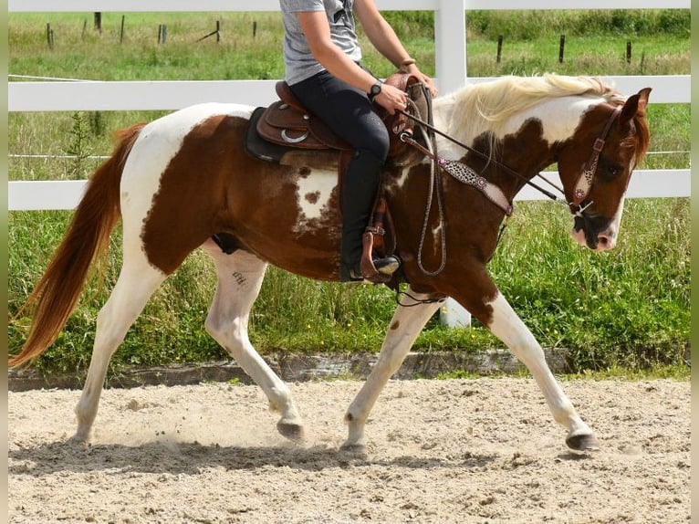 American Paint Horse Wallach 5 Jahre 156 cm Tobiano-alle-Farben in Reichshof