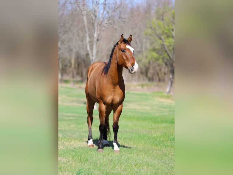 American Paint Horse Wallach 5 Jahre 157 cm Falbe in Forney