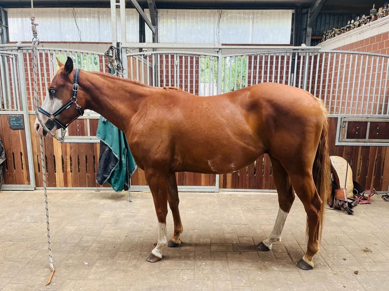 American Paint Horse Wallach 5 Jahre 157 cm Overo-alle-Farben in Steyerberg