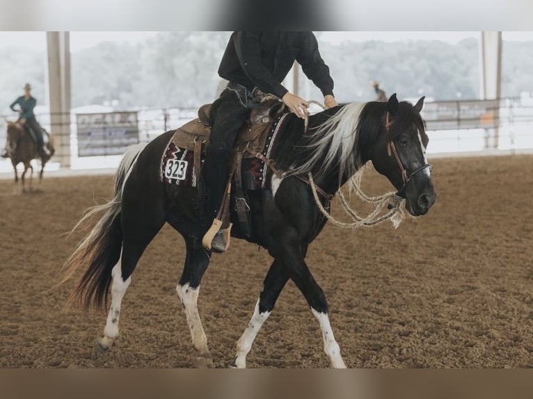 American Paint Horse Wallach 5 Jahre 157 cm Rappe in Micanopy