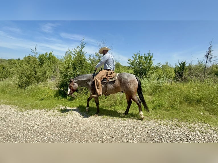 American Paint Horse Wallach 5 Jahre 157 cm Roan-Bay in Sheffield
