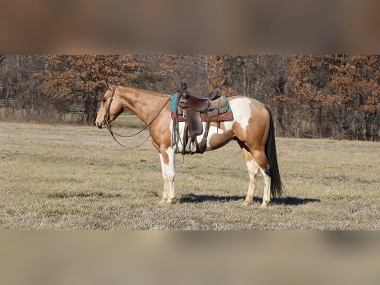 American Paint Horse Wallach 5 Jahre 157 cm Schecke in Brownstown