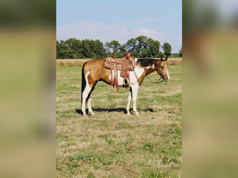 American Paint Horse Wallach 5 Jahre 157 cm Schecke in Brownstown
