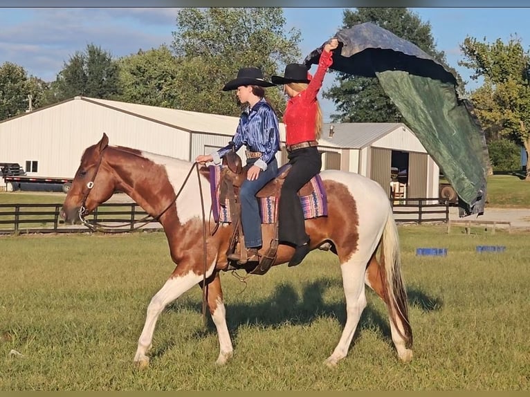 American Paint Horse Wallach 5 Jahre 157 cm Tobiano-alle-Farben in Robards