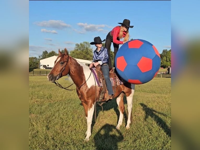 American Paint Horse Wallach 5 Jahre 157 cm Tobiano-alle-Farben in Robards