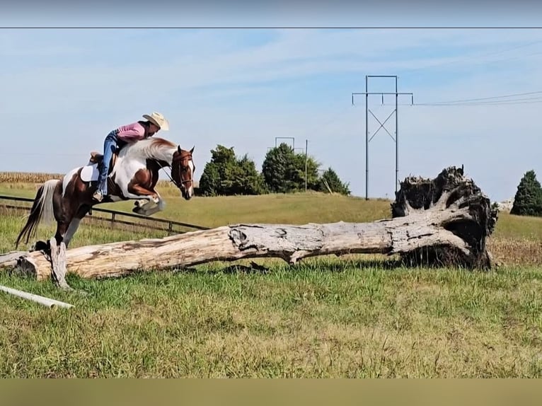 American Paint Horse Wallach 5 Jahre 157 cm Tobiano-alle-Farben in Robards