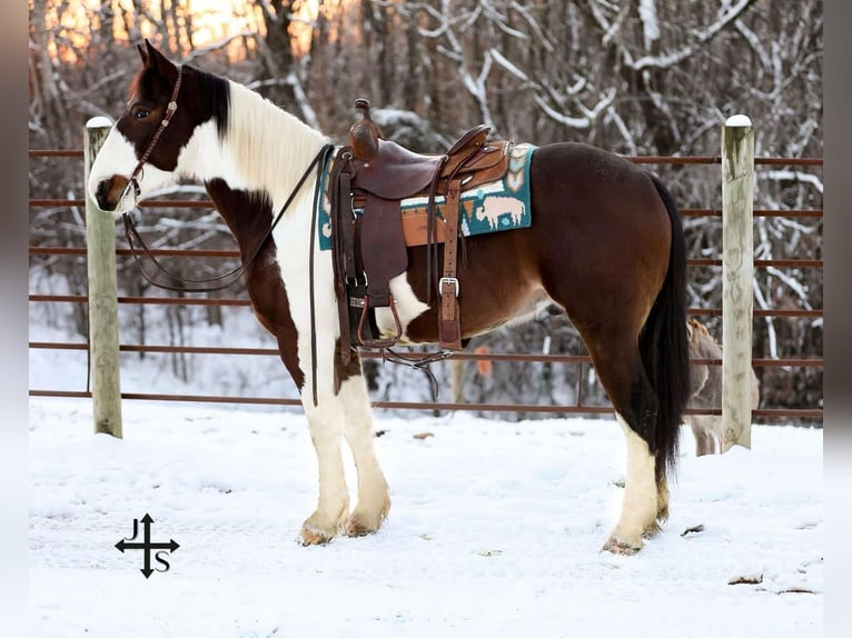 American Paint Horse Wallach 5 Jahre 157 cm Tobiano-alle-Farben in Santa Fe TN