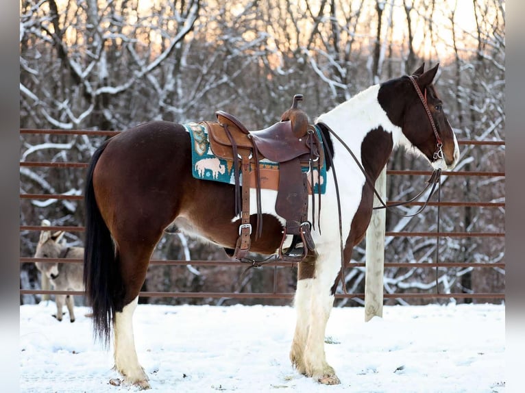 American Paint Horse Wallach 5 Jahre 157 cm Tobiano-alle-Farben in Santa Fe TN