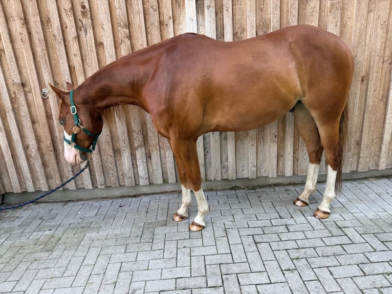 American Paint Horse Wallach 5 Jahre 160 cm Fuchs in Böhme