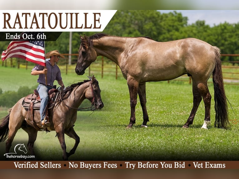 American Paint Horse Wallach 5 Jahre 160 cm Grullo in Hackettstown, NJ