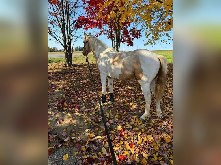 American Paint Horse Wallach 5 Jahre 163 cm Palomino in Bolton