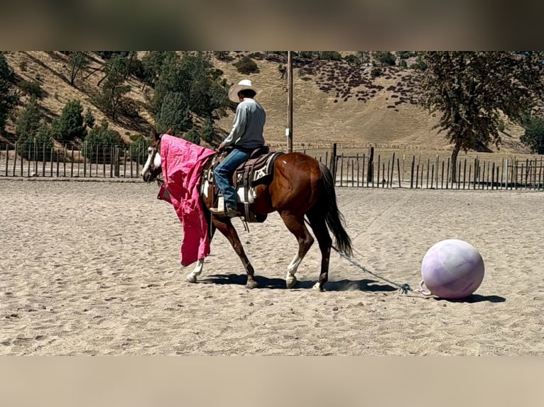 American Paint Horse Wallach 5 Jahre Overo-alle-Farben in Tres Pinos
